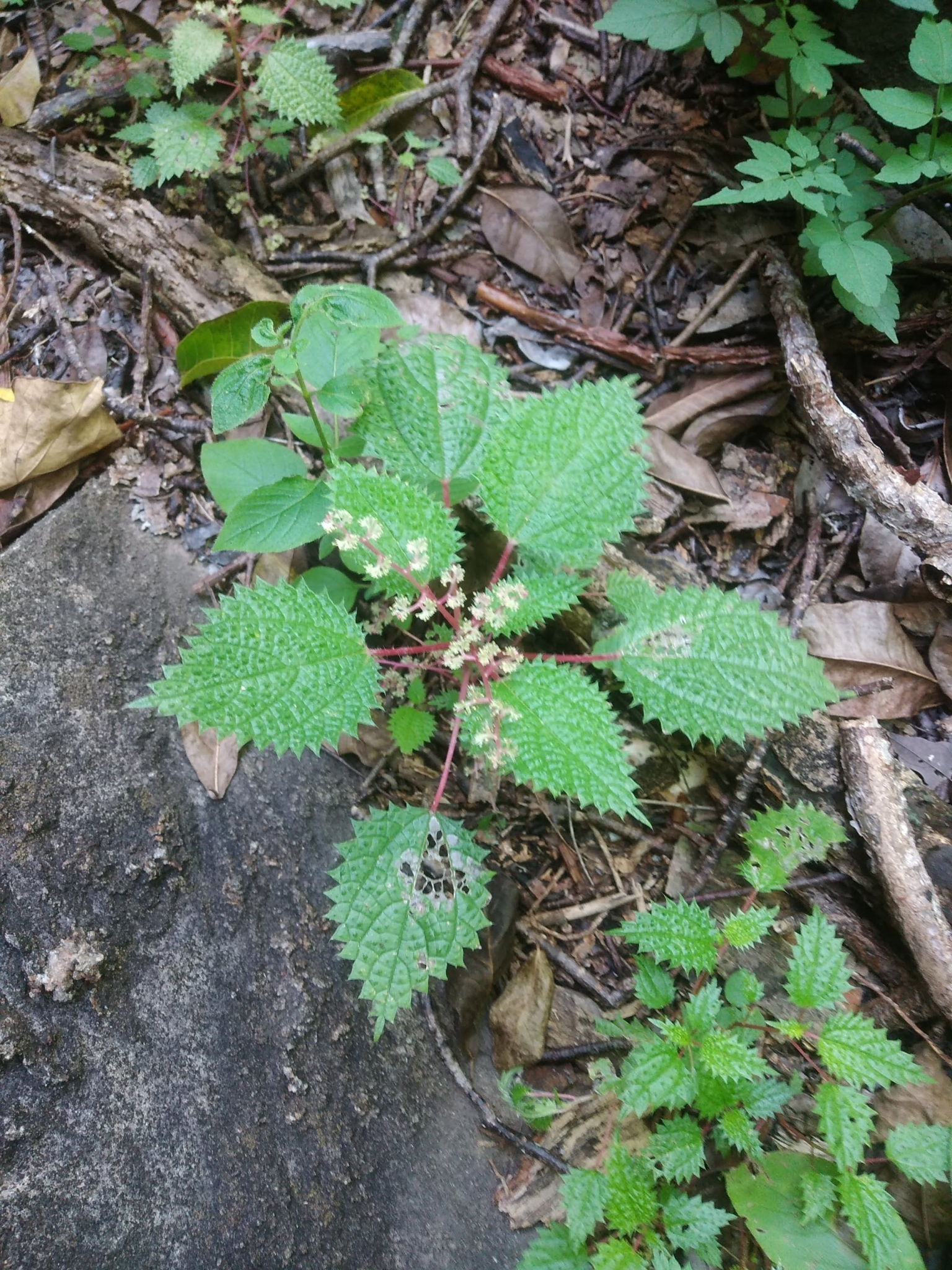 Laportea aestuans