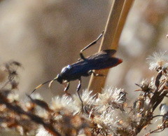 Protichneumon
