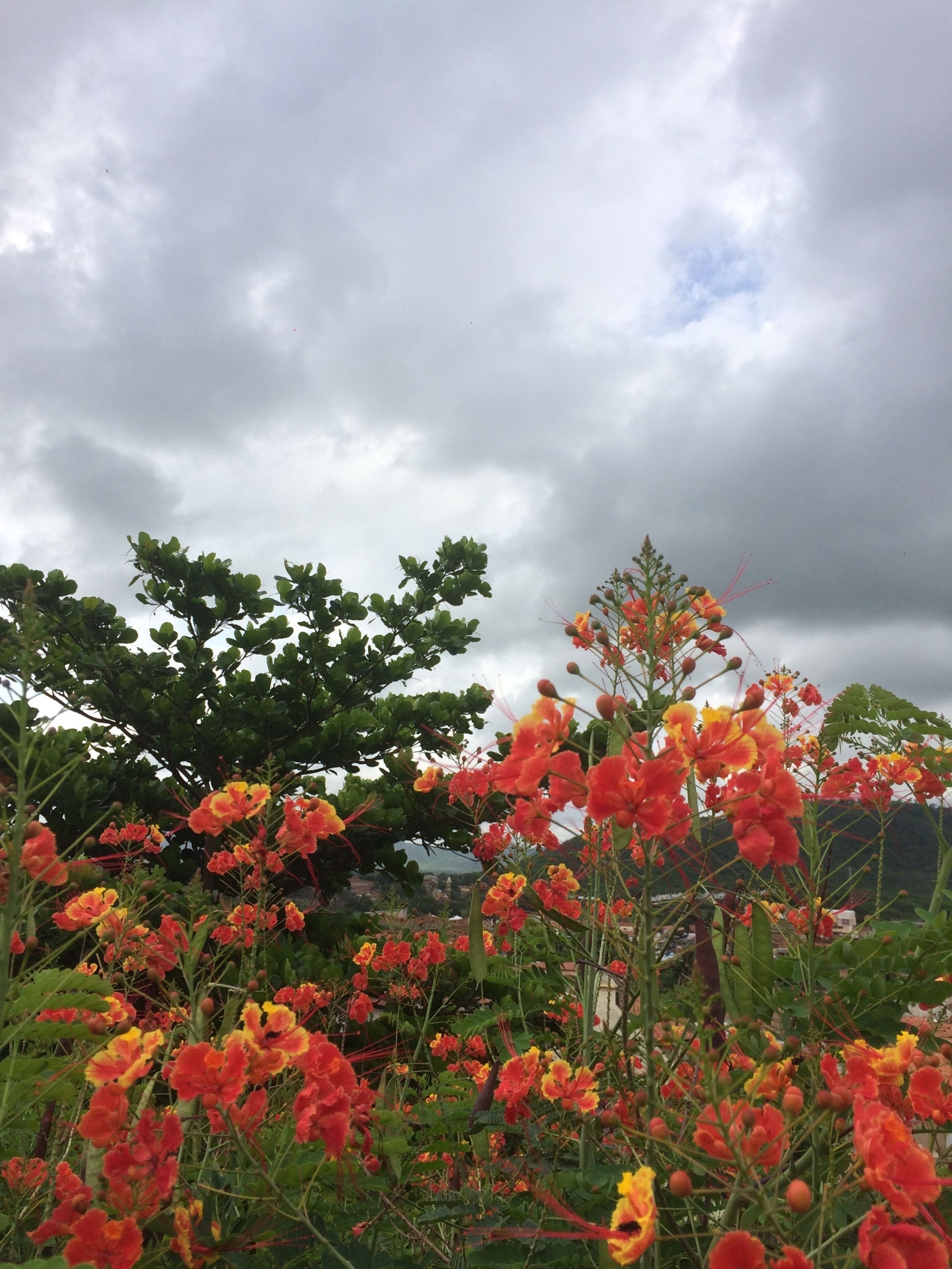 Caesalpinia pulcherrima