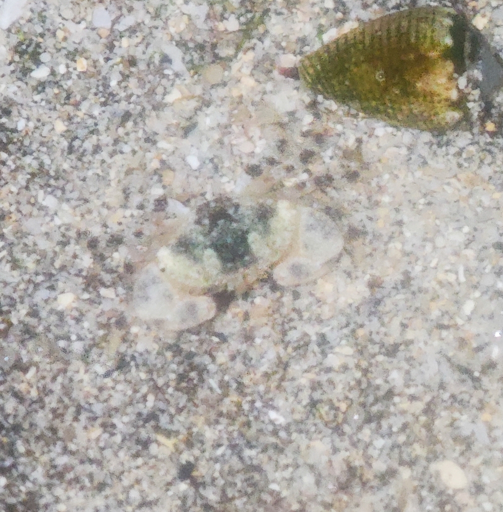Xanthias lamarckii