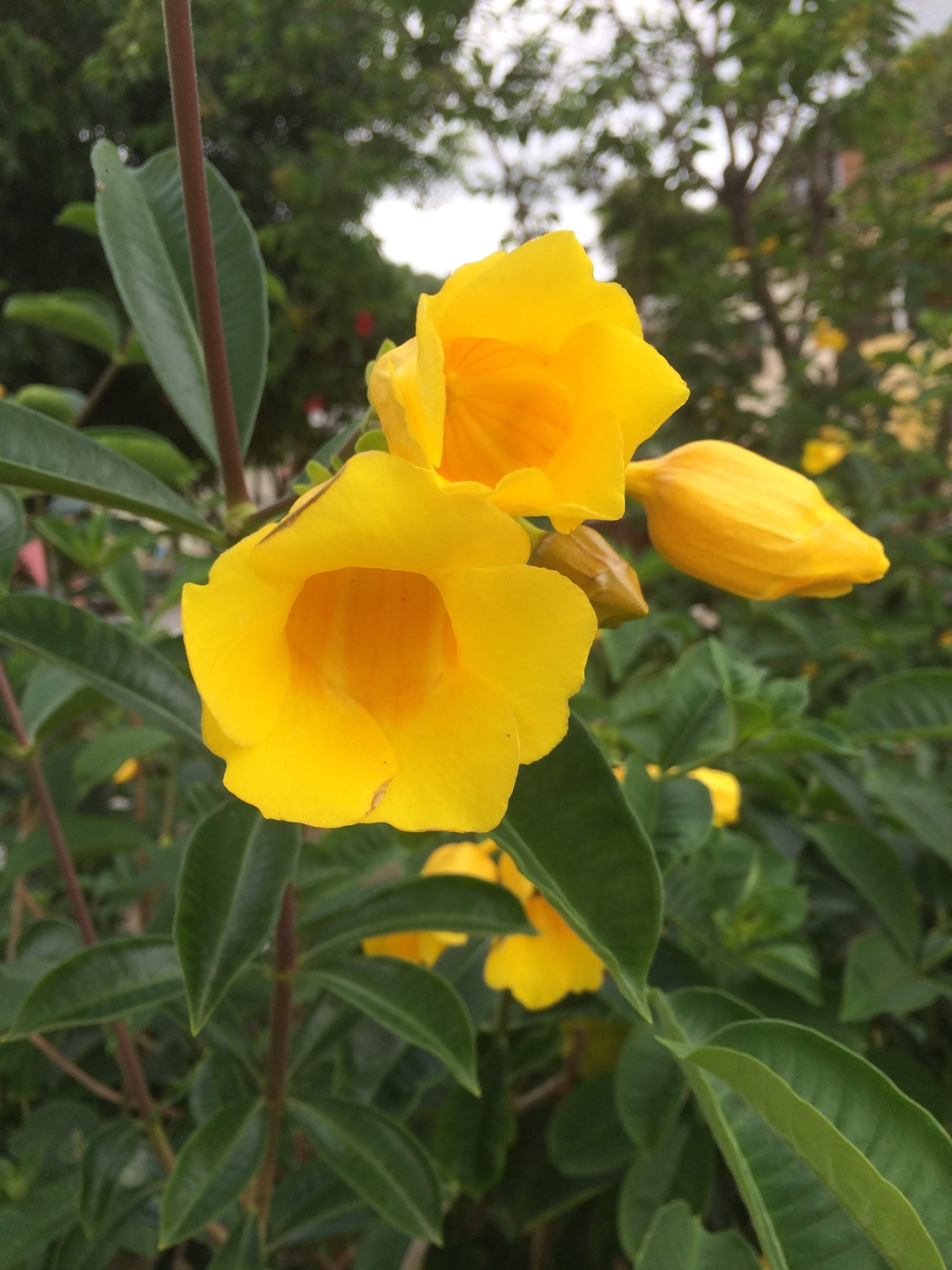 Allamanda cathartica