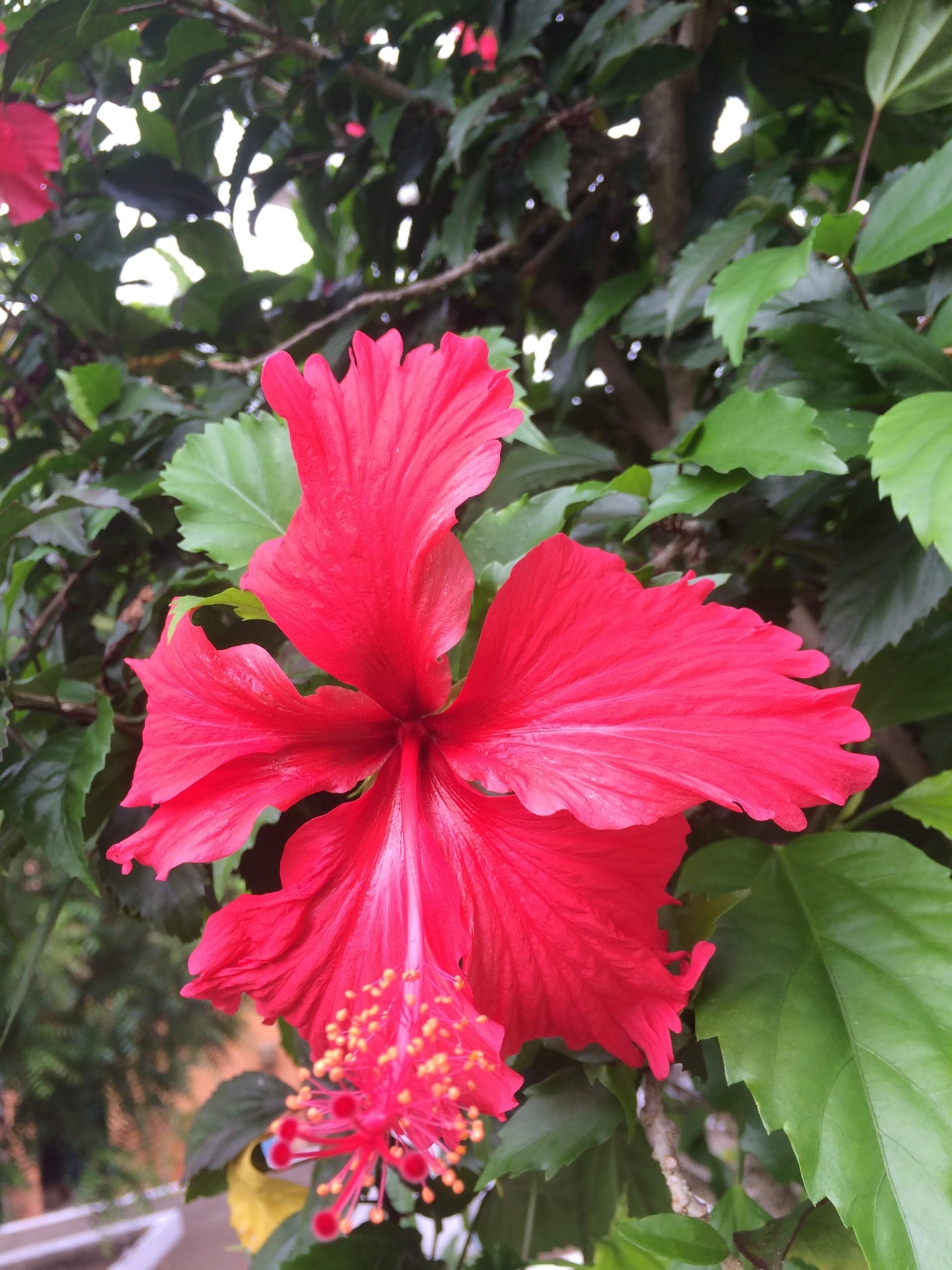Hibiscus archeri