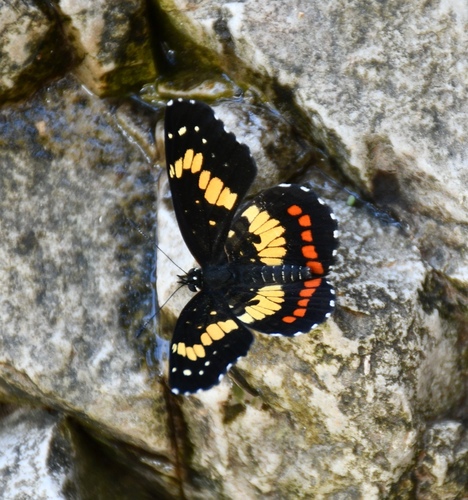 Eumeda Checkerspot