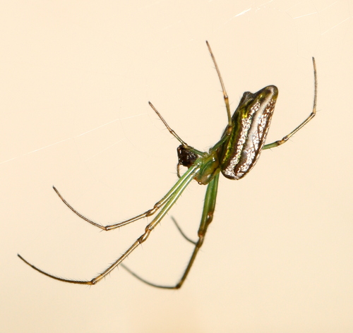 Leucauge undulata