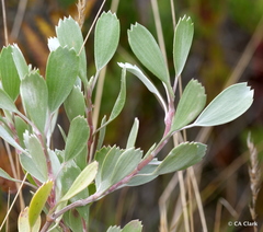 Geranium cuneatum tridens