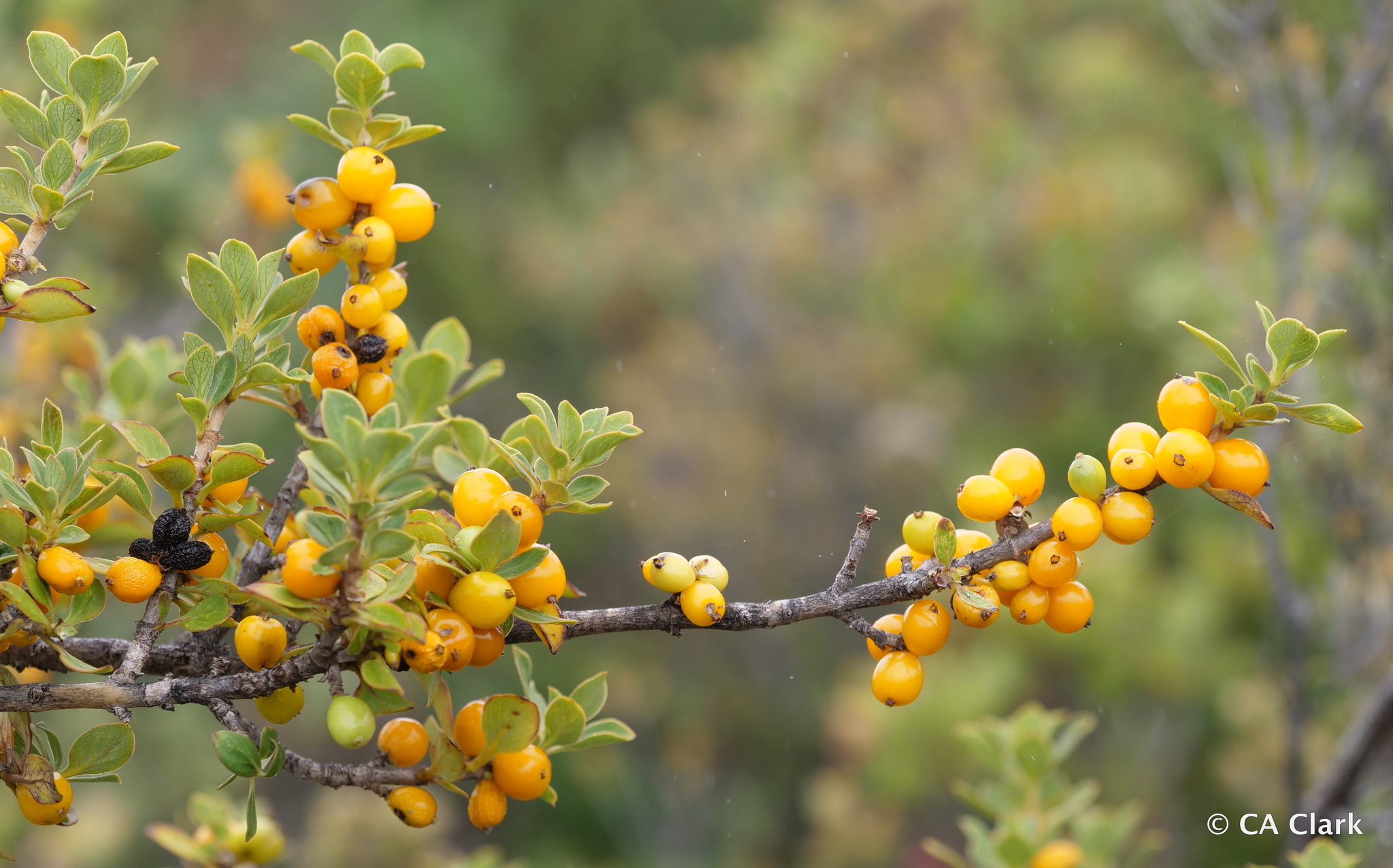 Coprosma montana