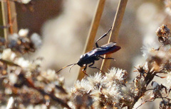 Protichneumon