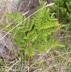 Pteridium aquilinum decompositum