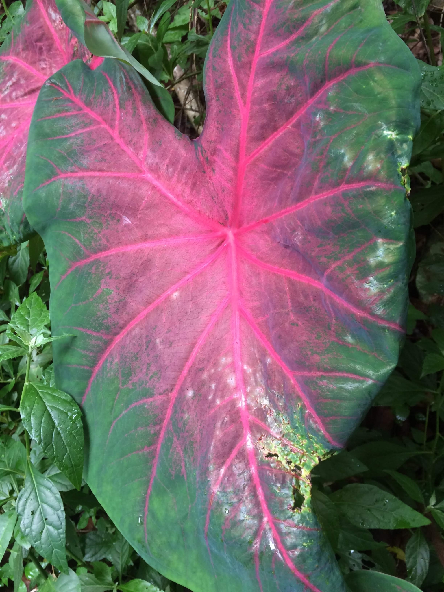Caladium bicolor