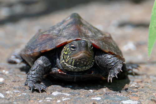 Mauremys reevesii