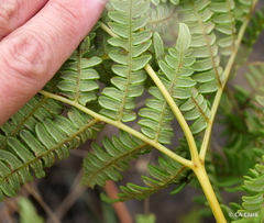 Pteridium aquilinum decompositum