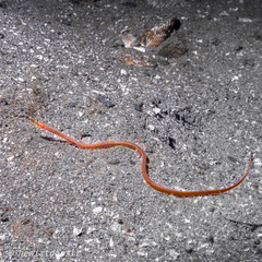 Quillfish photo 3