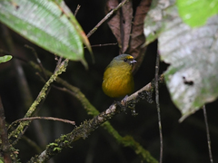 Euphonia mesochrysa