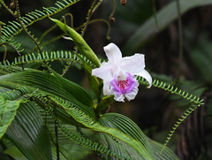 Sobralia rosea