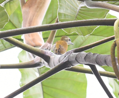 Picumnus squamulatus