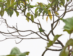 Ixothraupis xanthogastra