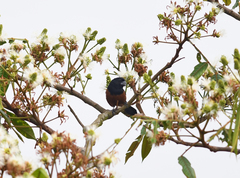 Sporophila angolensis