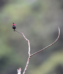 Chaetocercus heliodor