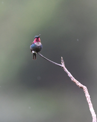 Chaetocercus heliodor