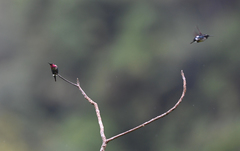 Chaetocercus heliodor