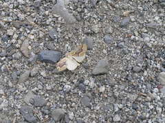 Sabulodes edwardsata