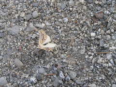 Sabulodes edwardsata