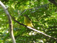 Anthreptes malacensis