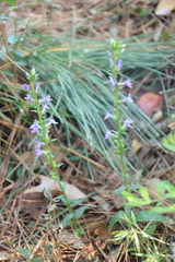 Lobelia appendiculata