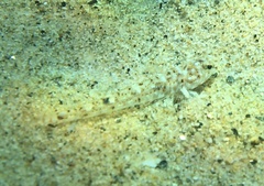 Pomatoschistus marmoratus