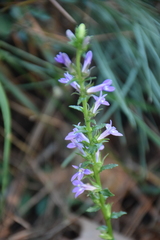 Lobelia appendiculata