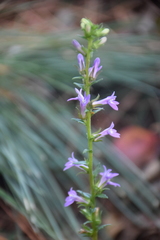 Lobelia appendiculata