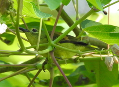 Anthreptes malacensis