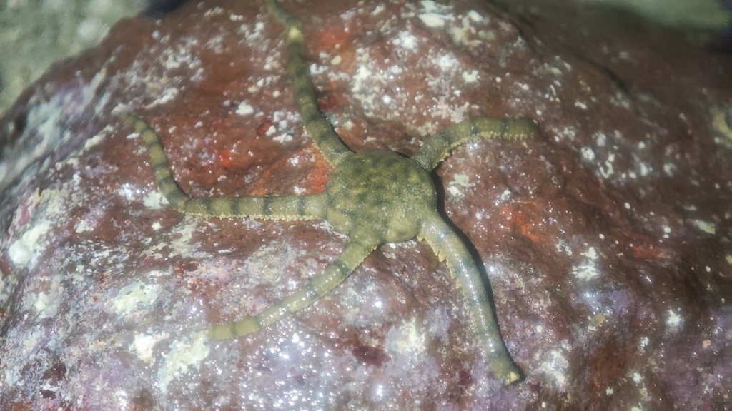Ophioplocus imbricatus