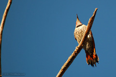 Colaptes auratus