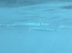 Short-Beaked Garfish photo 1