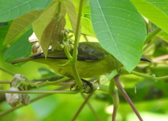 Anthreptes malacensis