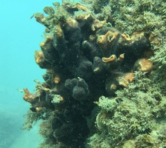 Schizoporella errata