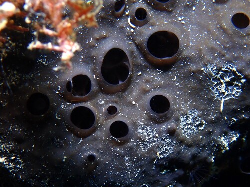 black leather sponge, photo 3 of 10