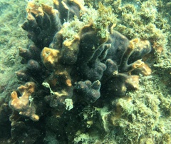 Schizoporella errata