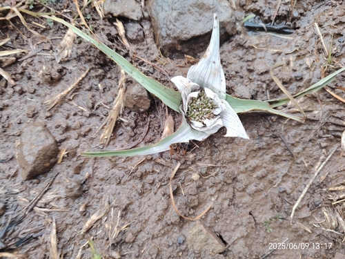 Colchicum melanthioides (Colchicum melanthioides)
