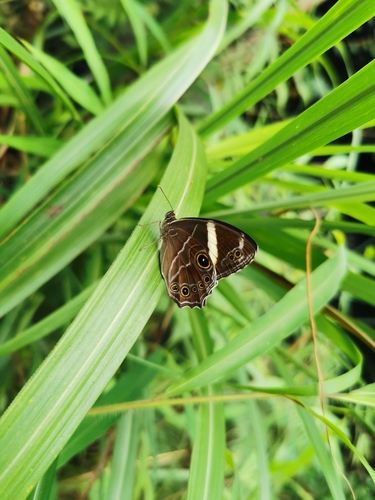 Banded Treebrown