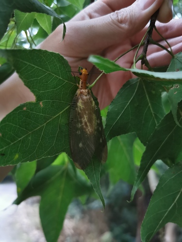 Protohermes costalis