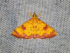 Isocentris filalis