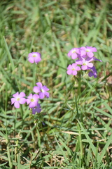 Oxalis violacea
