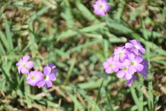 Oxalis violacea