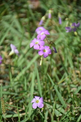 Oxalis violacea