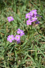 Oxalis violacea