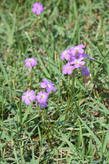 Oxalis violacea