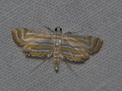 Parapoynx villidalis