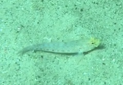 Gobius xanthocephalus